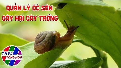 Nông nghiệp bền vững: Quản lý ốc sên gây hại cây trồng