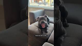 @Zeus_The.staffyy Anyone Else’s Dog Answer Back? 😆