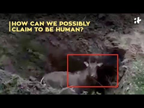 How Can We Possibly Claim To Be Human? | Nilgai buried alive in Bihar | Indiatimes