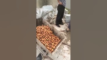 green walnut sheller   sherlley@acmeagro.org