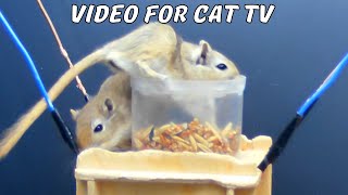 Cat TV games mouse fun hide & seek through jerry holes | cat tv for cats to watch 10 hour 4k UHD by mouse channel 75 views 1 month ago 10 hours, 19 minutes