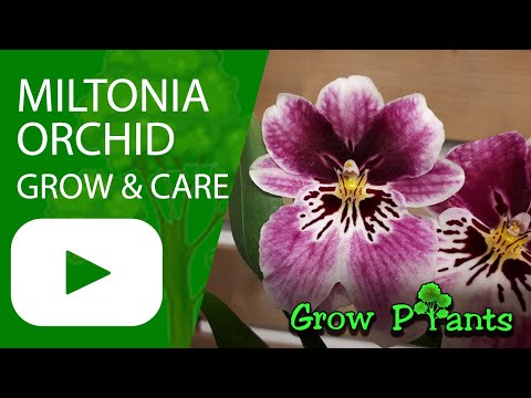 فيديو: Pansy Orchid Growing - كيفية زراعة نبات Miltonia Orchid