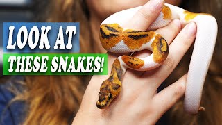 INCREDIBLE Ball Pythons I Own!