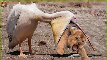 18 Most Incredible Bird Attacks Caught on Camera