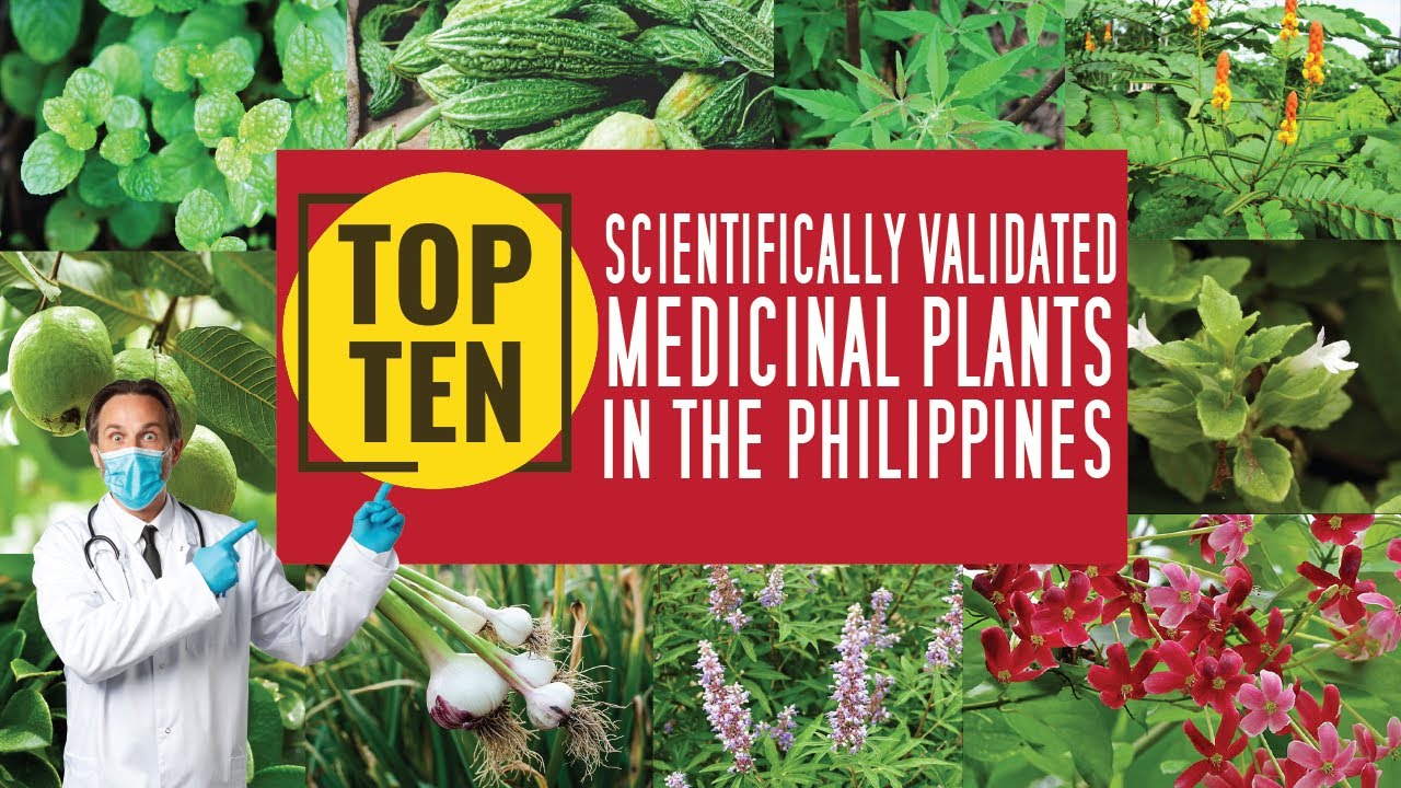Top 10 Scientifically Proven Medicinal Plants in the Philippines YouTube
