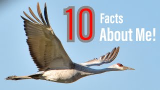 10 Amazing Facts About The Sandhill Crane