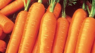 How to Plant and Grow Carrots