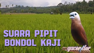 Suara burung pipit bondol haji emprit kaji gacor