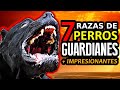 Explorando las 7 Razas de Perros más Impresionantes del Mundo 🌍🐾