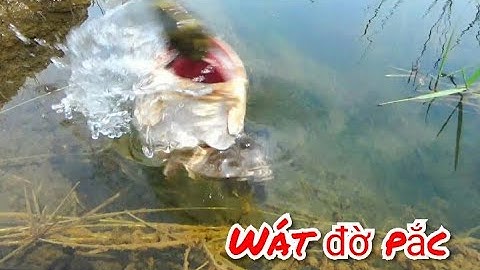 Câu cá lóc | Cú Táp Điếng Người | Sau những tháng chờ Đợi.snakehead