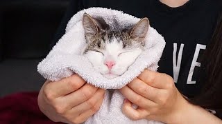 Why Cat's May Need A Bath Sometimes by Kuku's Diary 249 views 2 years ago 5 minutes, 47 seconds