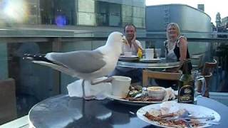 Liverpool - seagull attack