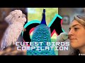TikToks Funny Birds Compilation 2021 | Funny Parrots Compilation | Pet Birds of TikTok Compilation