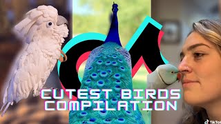 TikToks Funny Birds Compilation 2021 | Funny Parrots Compilation | Pet Birds of TikTok Compilation