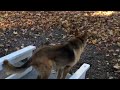 Coyote plays with dog