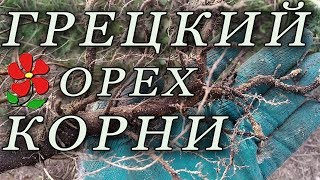 Корневая система грецкого ореха.