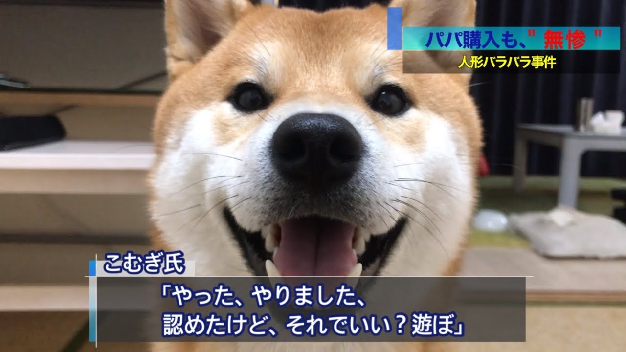 おもしろ動画 どうでもいい柴犬の日常ニュース パート5 Interesting Video Daily News Of Shiba Inu That Doesn T Matter Part 5 Youtube