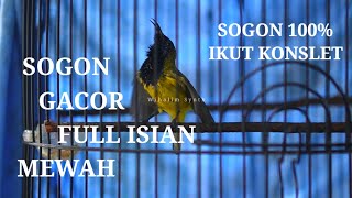 SOGON GACOR FULL ISIAN MEWAH • COCOK UNTUK MEMANCING BUNYI SOGOK ONTONG BIAR BUNYI GACOR NGOBRA !!