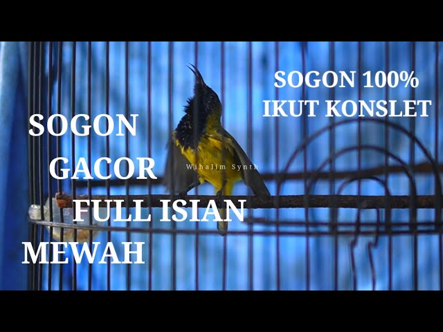 SOGON GACOR FULL ISIAN MEWAH • COCOK UNTUK MEMANCING BUNYI SOGOK ONTONG BIAR BUNYI GACOR NGOBRA !! class=