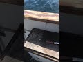 Değişik bir balık tuttuk