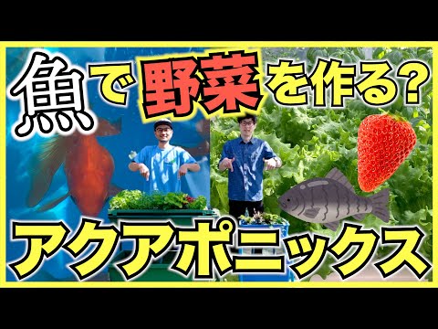 【アクアポニックス】野菜と魚を一緒に育てるアクアポニックス農場を見学！家庭菜園用と農業用,室内の植物工場用設備の仕組み【ティラピア,金魚,レタス,ハーブ栽培】