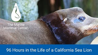 What started out as a routine rescue training exercise ended in
real-life of sea lion and first-time adventure for two marine mammal
center volu...