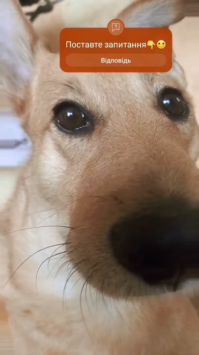 🤣😂😂🐶🐶смешная собака - YouTube