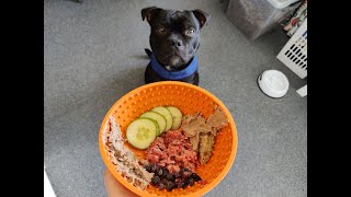 Saturday treat bowl #1 | Odin the Staffordshire Bull terrier by Odin the Staffordshire Bull terrier 318 views 2 years ago 2 minutes, 24 seconds