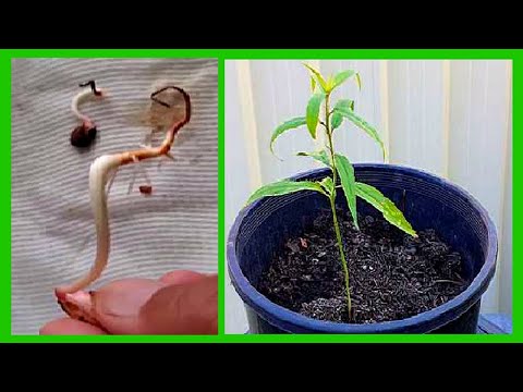 تصویری: مراقبت از درخت شلیل گلدانی - نحوه رشد درخت شلیل در گلدان