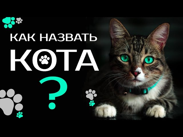 😻 Как назвать котёнка. Клички для котов и кошек - YouTube