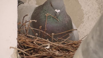 Bird nests – versatile cradles