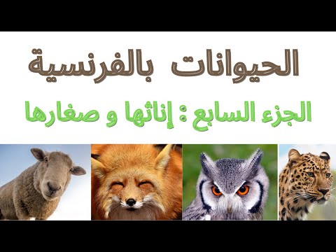صغار الحيوانات بالفرنسية إناث الحيوانات بالفرنسية       