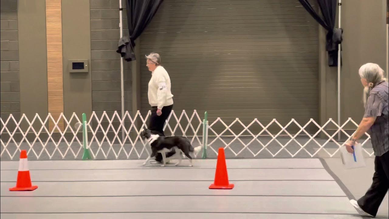 nitro-akc-agility-novice-preferred-standard-std-q1-youtube