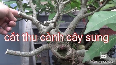 Cắt thu cành cây sung