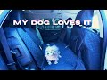 Diamooky Dog Carrier for your car or truck!