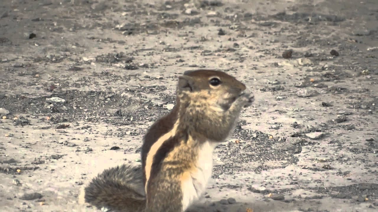 Squirrel Eating Millet YouTube