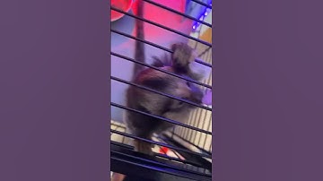 Kyle Thomas 💙 we found a monkey in the street updates soon! #kylethomas #shorts