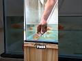 From Aquarium to Drain? A Fish’s Unexpected Adventure!~#shorts