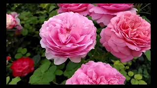 Розы Остина. Три любимых сорта.