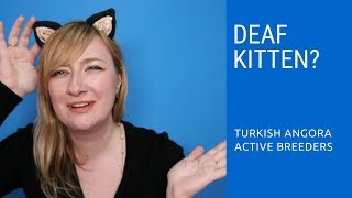 Deafness in Turkish Angora kittens