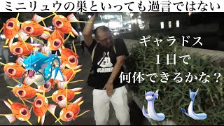 5 まめモンgo 目黒川はコイキング ミニリュウの巣 1日でギャラドス何体できるかな Youtube 5 まめモンgo 目黒川はコイキング ミニリュウの巣 1日でギャラドス何体できるかな Youtube