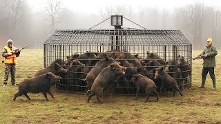 캐나다 농부들이 거대 멧돼지 수백 마리를 포획하는 충격적인 방법! 침입과의 전쟁 공개!