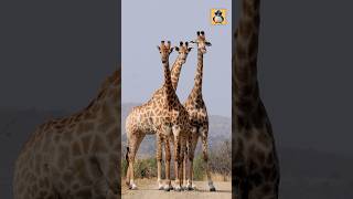 জিরাফের জিহ্বা কত লম্বা?? #shorts #giraffe #animals #wildlife #wildanimals