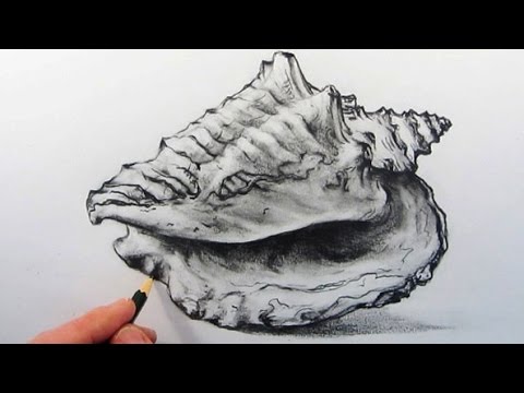 How to Draw a Shell: Pencil Drawing - YouTube