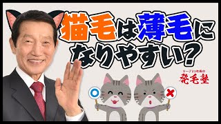 猫っ毛の人は薄毛や脱毛になりやすい？猫毛になる理由とともに解説/リーブ21社長の発毛塾vol.199