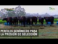 Perfiles genómicos para la presión de selección - TvAgro por Juan Gonzalo Angel Restrepo