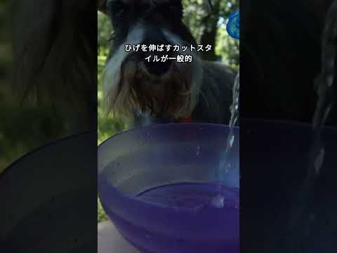 【可愛い犬】シュナウザー 豆知識　Schnauzer Trivia　 #dog #shibaken #goldenretriever