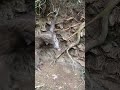 括り罠に掛かった猪🐗 オス 体長88cm 2022/12/05 #有害鳥獣駆除