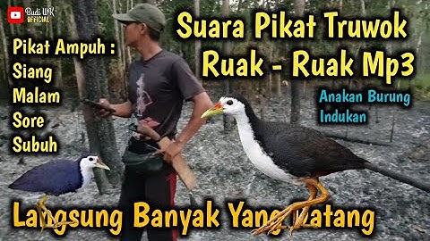 SUARA PIKAT RUAK RUAK Mp3 PALING AMPUH INDUKAN DAN ANAKAN BURUNG LANGSUNG BANYAK YANG DATANG