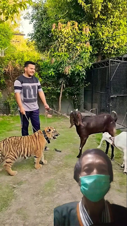 apa yang terjadi harimau di pertemukan dengan kambing